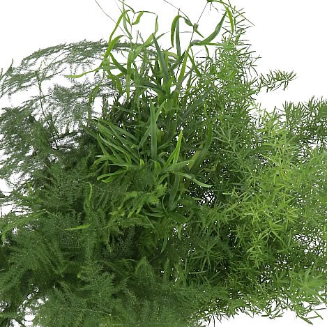 Asparagus Mix