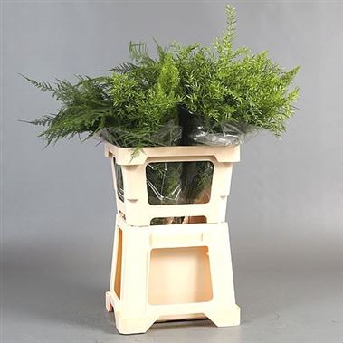 Asparagus Mix