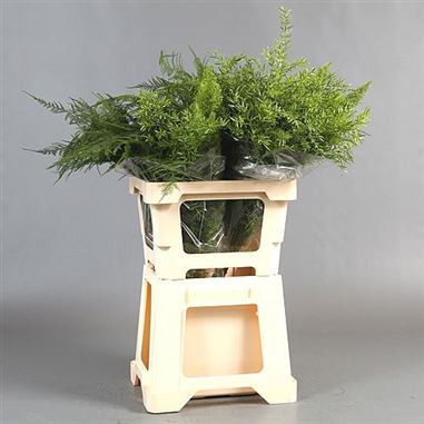 Asparagus Mix