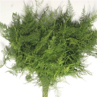 Asparagus Short Tops