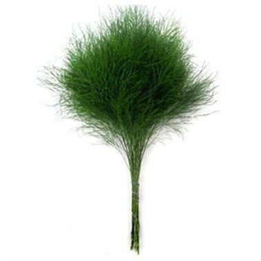 Asparagus Treefern