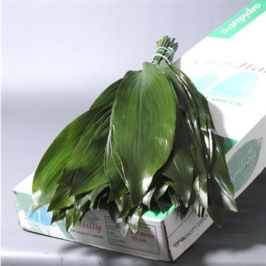 Aspidistra Leaves Super (italian - approx. 50 stems)