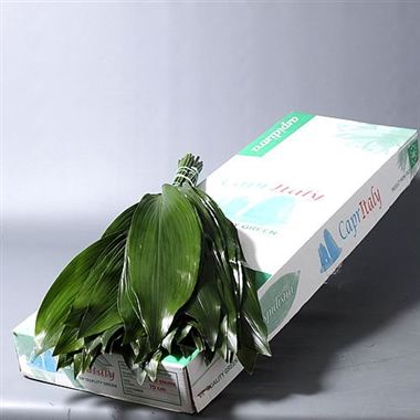 Aspidistra Eliator Large (approx. 50 stems)