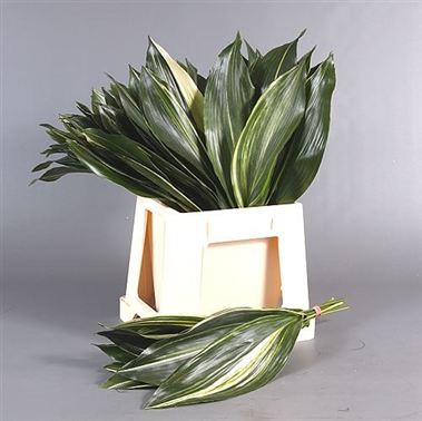 Aspidistra Eliator Variegated (approx. 100 stems)
