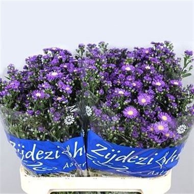 Aster Caitlyn
