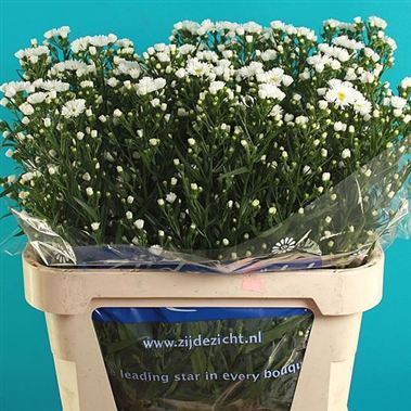 Aster Casablanca