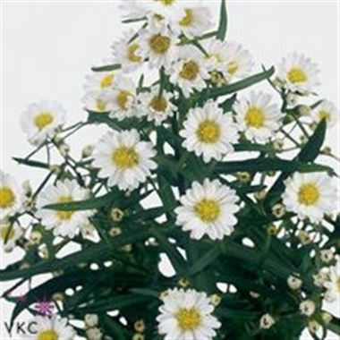 Aster Chelsea