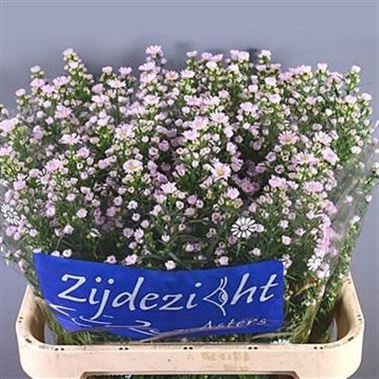 Aster Claudia