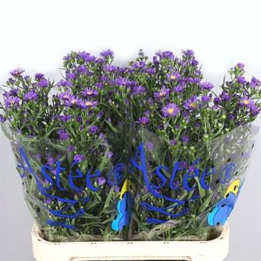 Aster Purple Monarch