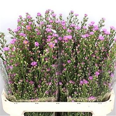 Aster Cirina Dark