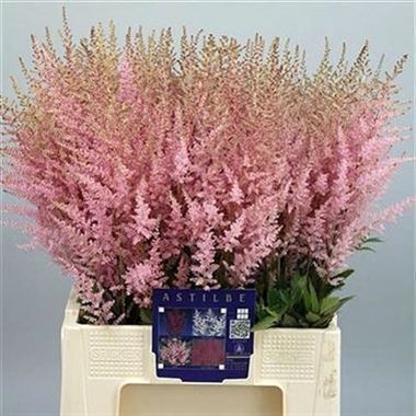 Astilbe Erika