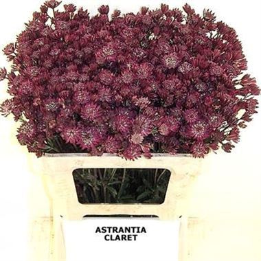 Astrantia Claret