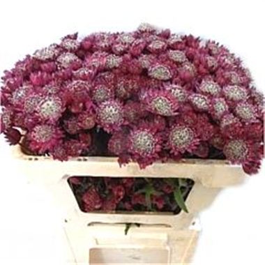 Astrantia Lars