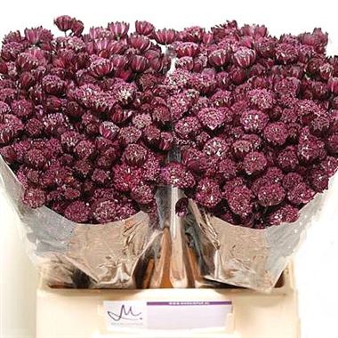 Astrantia Star of Fire