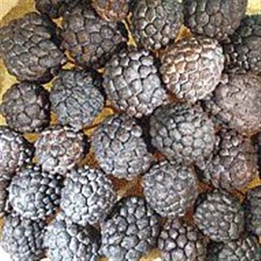Ata Fruit Picks - Natural