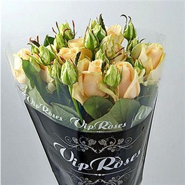 Rose Spray Avalanche Peach