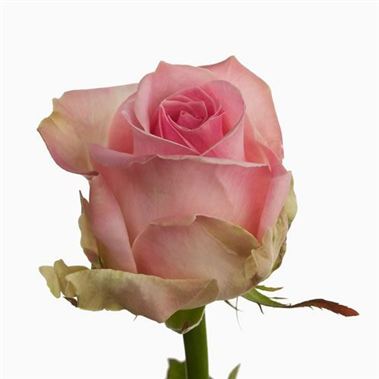 Rose avalanche sorbet 50cm