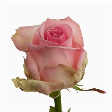 Rose avalanche sorbet 70cm