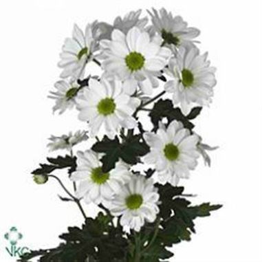 Weekly Special - Chrys Bacardi White