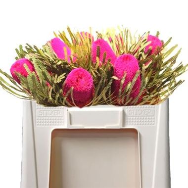 Banksia Dyed Pink