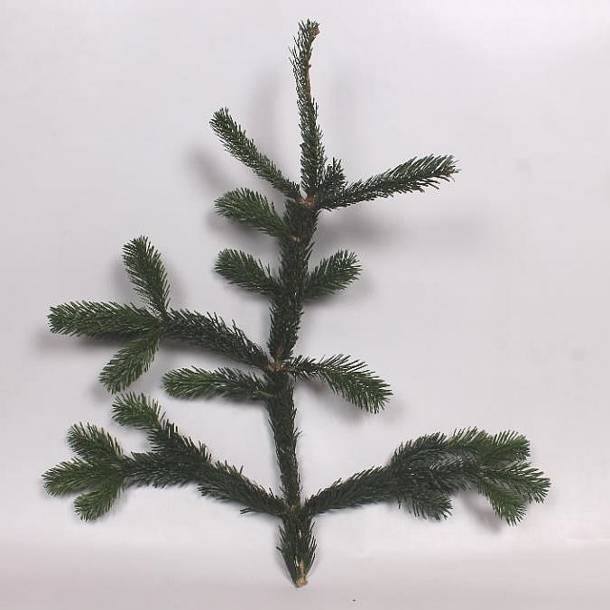 NORDMANNIANA SPRUCE 5Kg