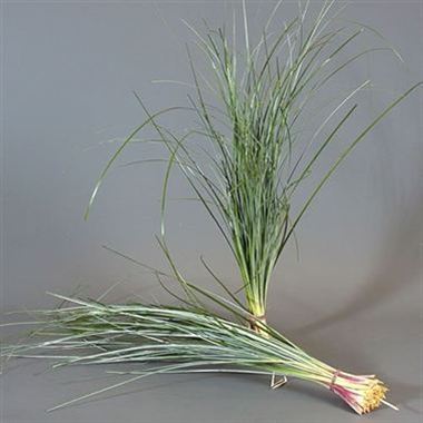 Beargrass Extra Long