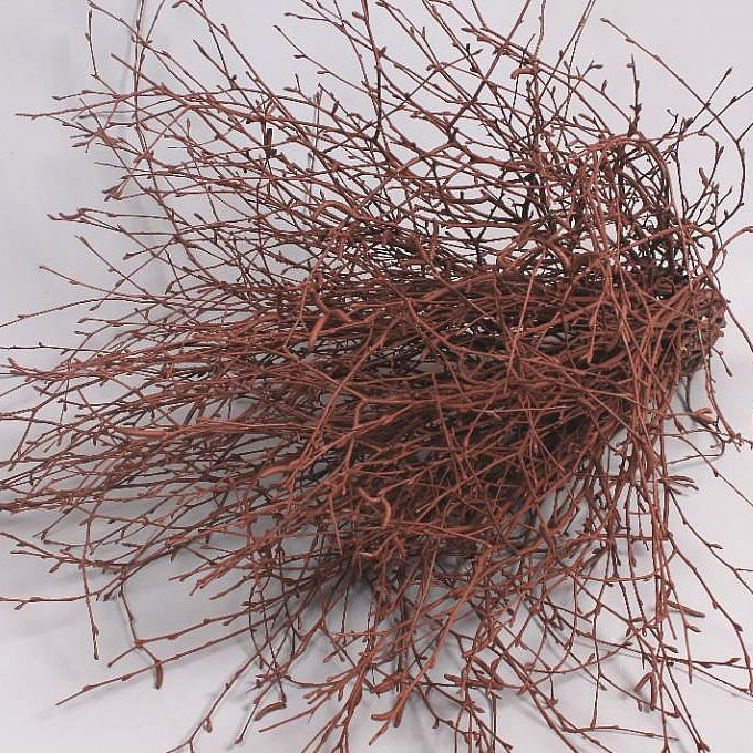 BIRCH DYED BROWN