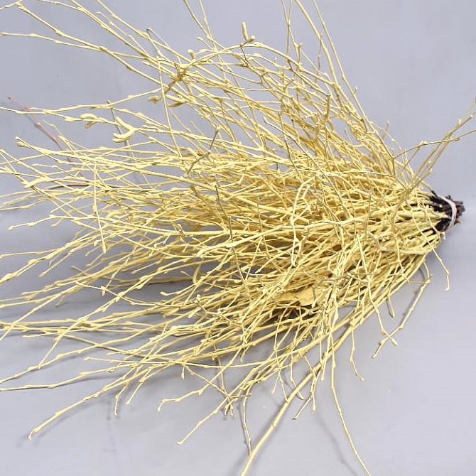 BIRCH DYED CREAM