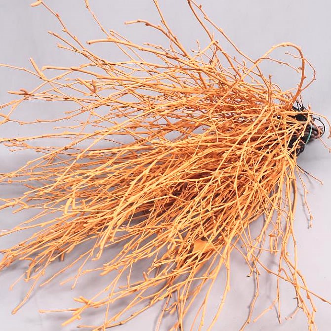 BIRCH DYED SALMON