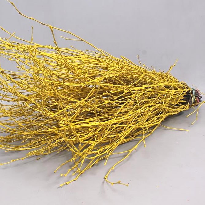 BIRCH DYED YELLOW