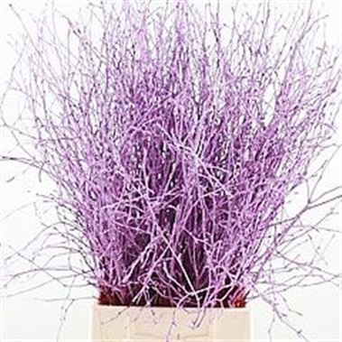 Birch Dyed Lilac