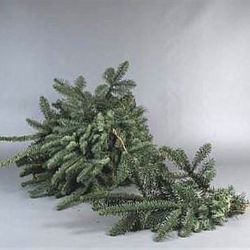 Blue Spruce (Small Bunches)