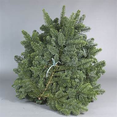 Blue Spruce 5kg 'Yellow band'