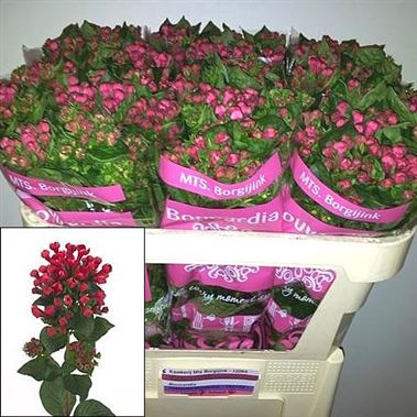 Bouvardia dbl. diamond bordeaux