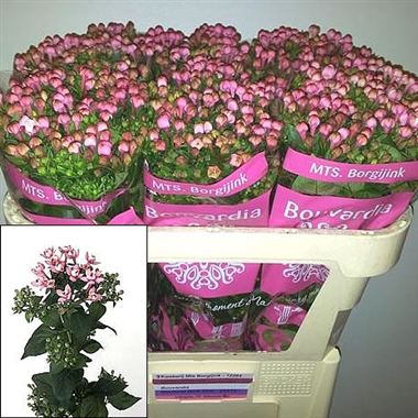 Bouvardia dbl. diamond dark pink