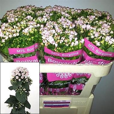 Bouvardia dbl. diamond light pink fresco