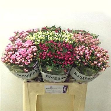 Bouvardia dbl. Mixed 60cm (Varieties May Vary to Image)