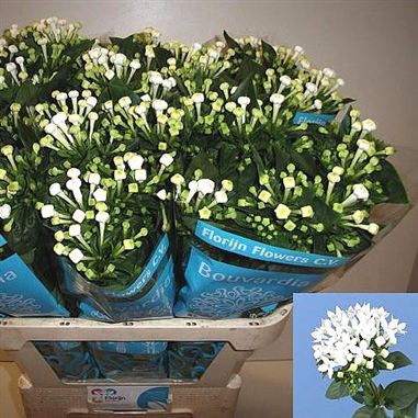 Bouvardia sgl. royal daphne supreme