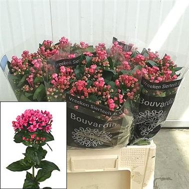 Bouvardia sgl. royal roza