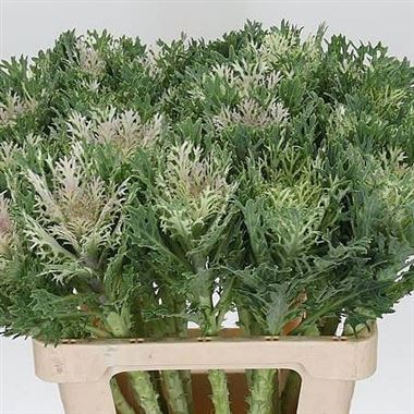 Brassica Crane King