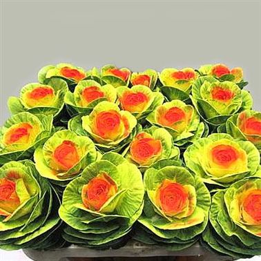 Brassica Dyed Champagne