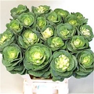 Brassica White Crane