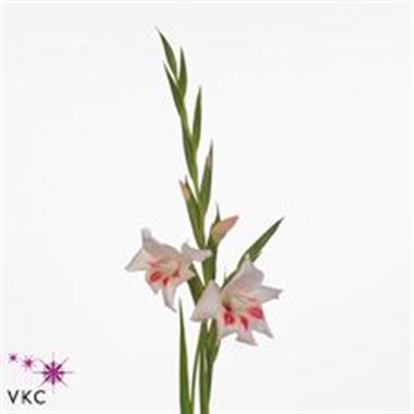 Gladioli Elvira (bridal glads)