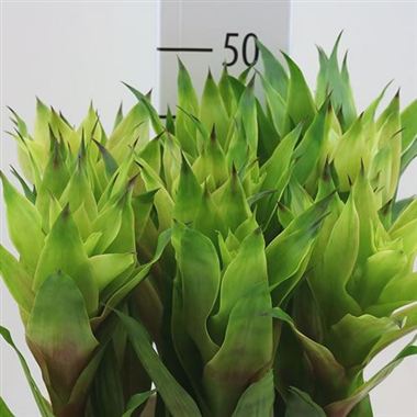 Bromelia Emerald