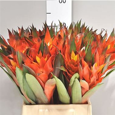 Bromelia Orangeade