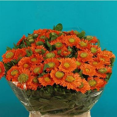 Calendula orange 50cm