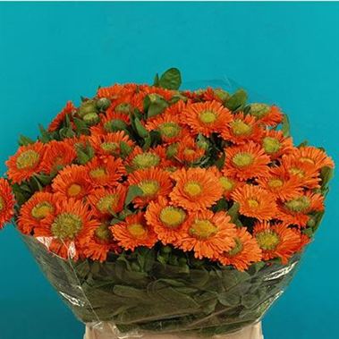 Calendula Orange 40cm
