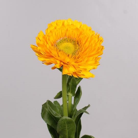 CALENDULA YELLOW