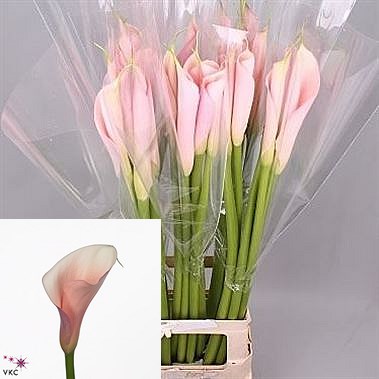 Calla Lily flamingo