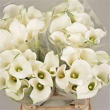 Calla Lily Aspen